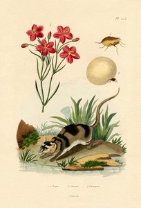 चिगर, 1833-39 द्वारा फ्रेंच स्कूल